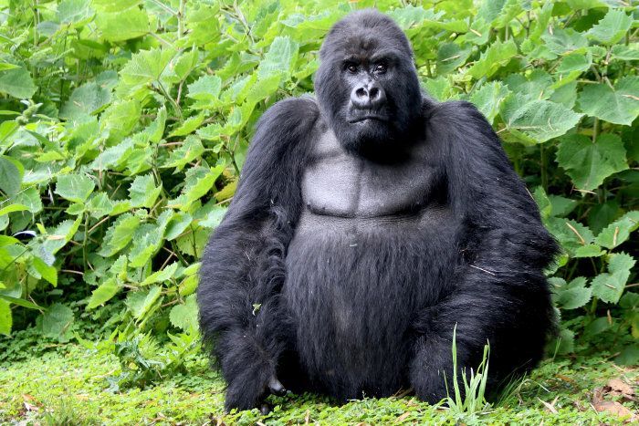 How much could a gorilla bench press - How Much Would a Gorilla Bench Press?