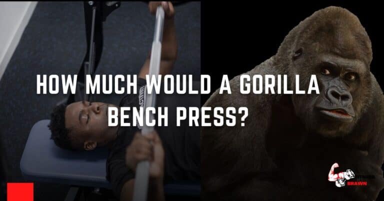 How Much Would a Gorilla Bench Press?