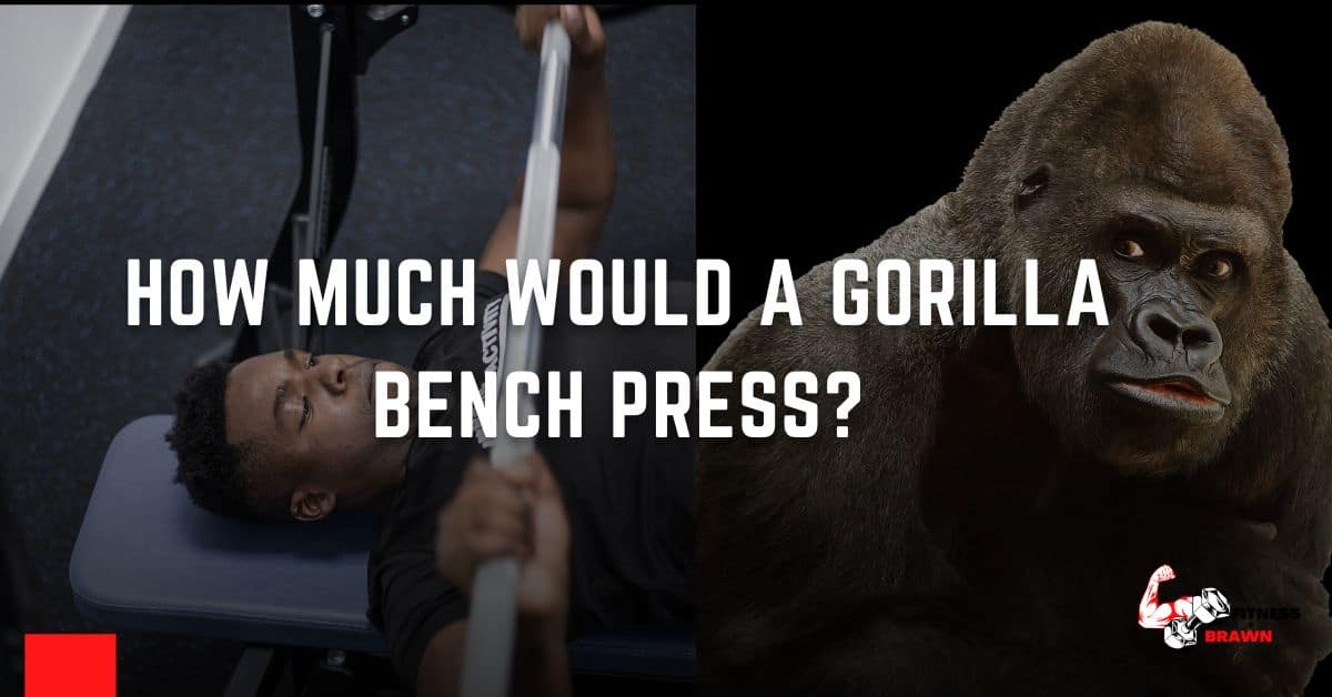 how much would a gorilla bench press - How Much Would a Gorilla Bench Press?