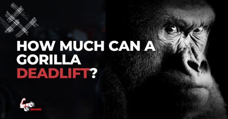 How Much Can a Gorilla Deadlift? The Surprising Answer Revealed